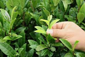 茶葉産地別特徴